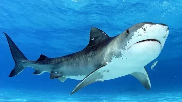 Requins