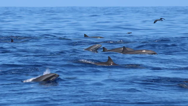 dauphins globice