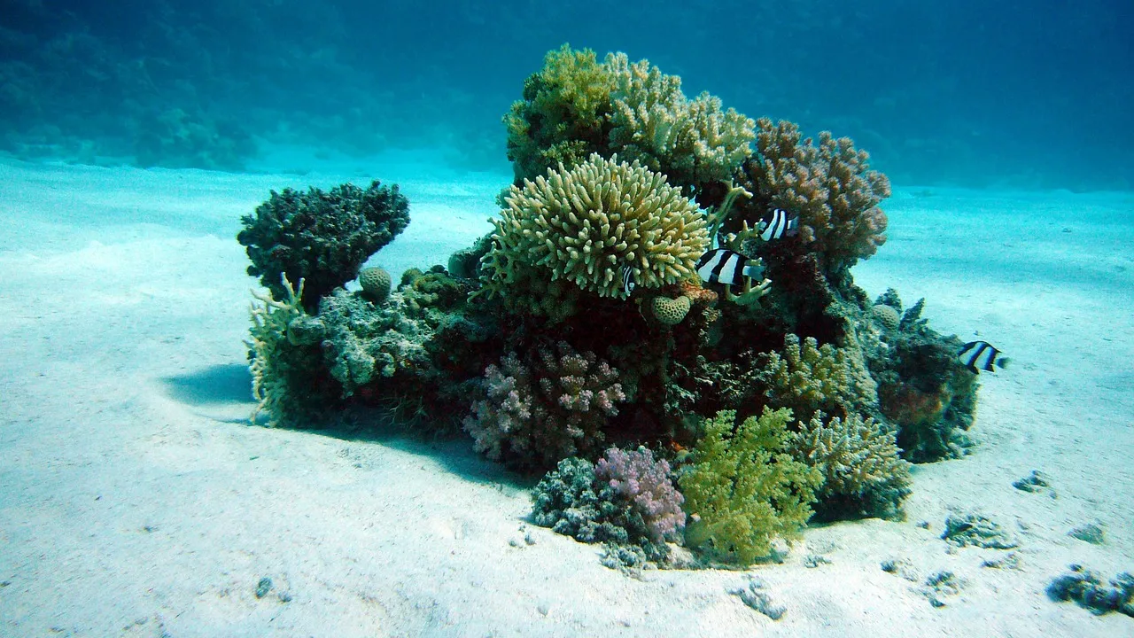corail