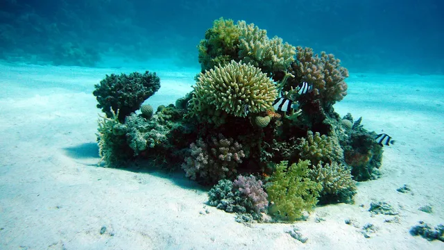 corail