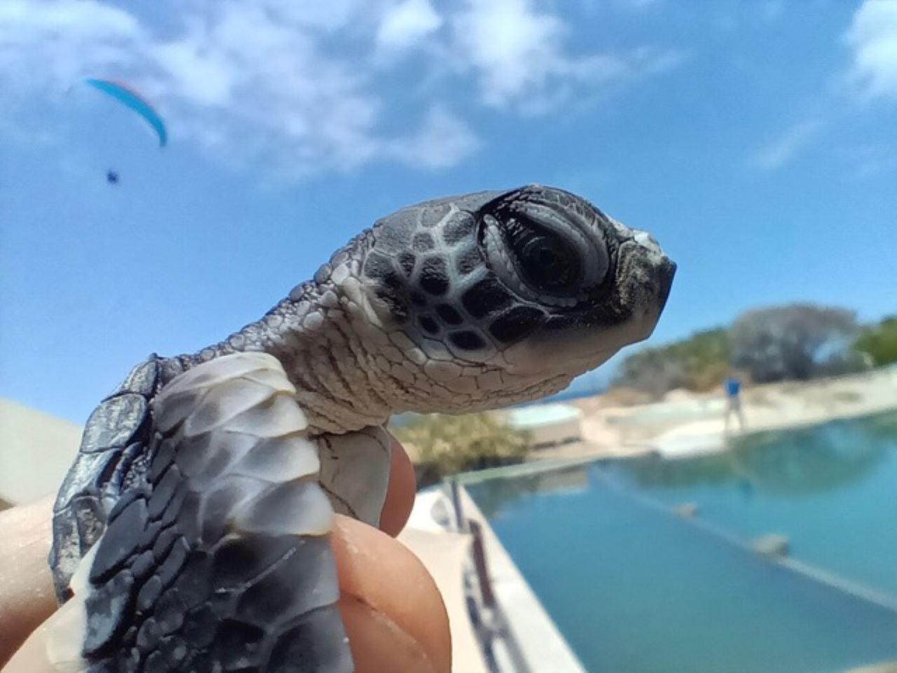 Les bébés tortues de Kelonia vont faire le grand saut