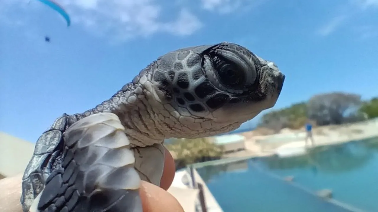 bébé tortue Les bébés tortues de Kelonia vont faire le grand saut