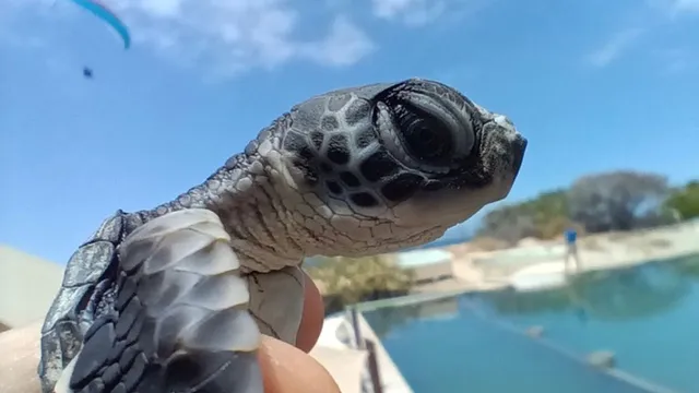 bébé tortue Les bébés tortues de Kelonia vont faire le grand saut