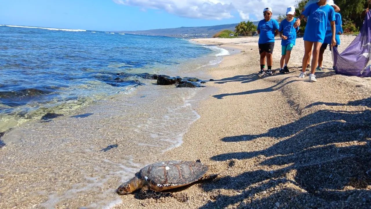 tortue