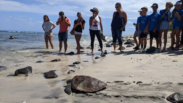 tortue kelonia