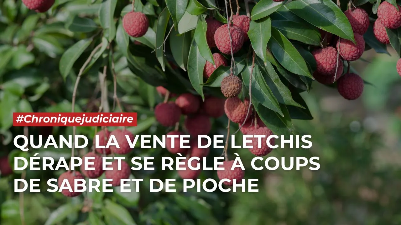 CANEVAS - CHRONIQUE JUDICIAIRE (SITE)