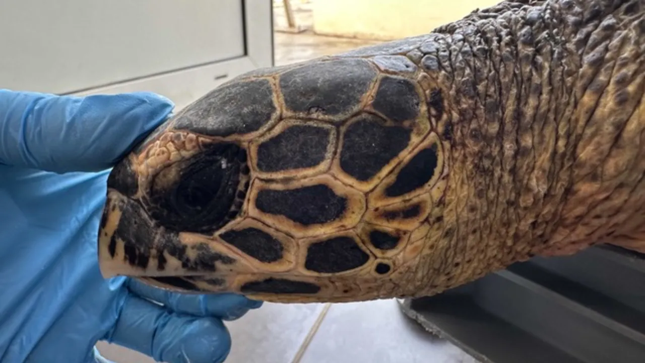 tortue ei mory 1