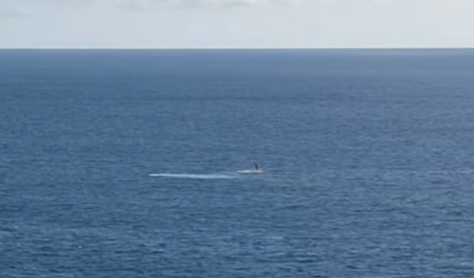 Baleine