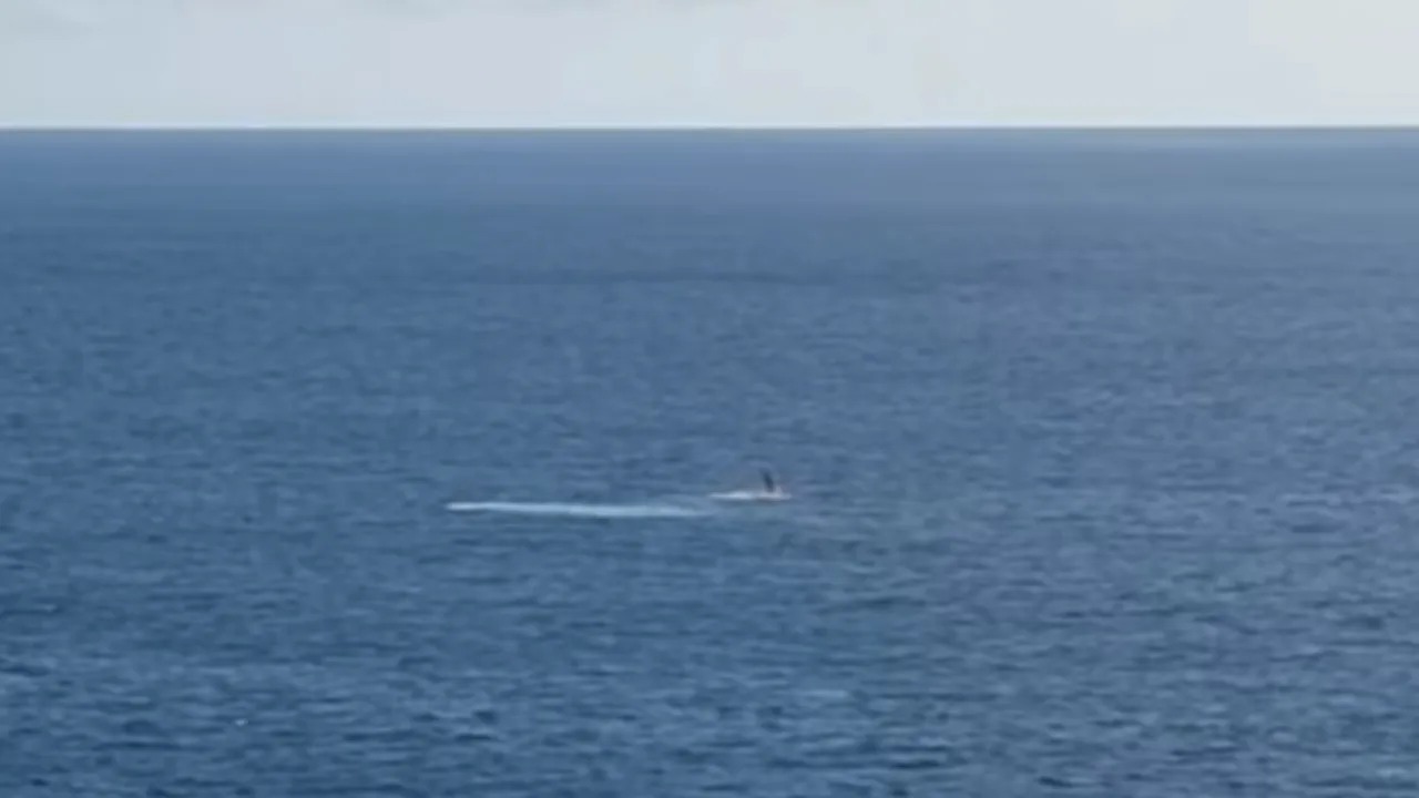 baleine globice Baleine