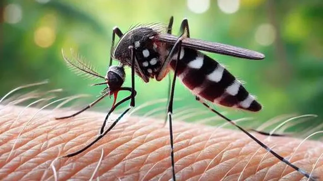 Chikungunya - moustiques