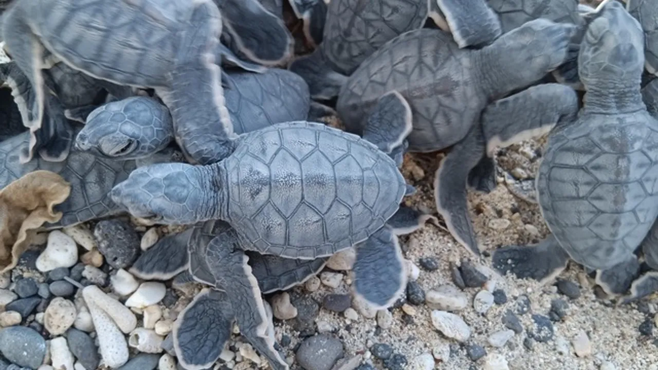 tortue