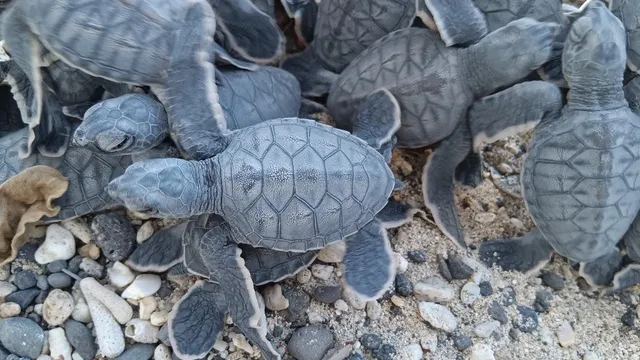tortue