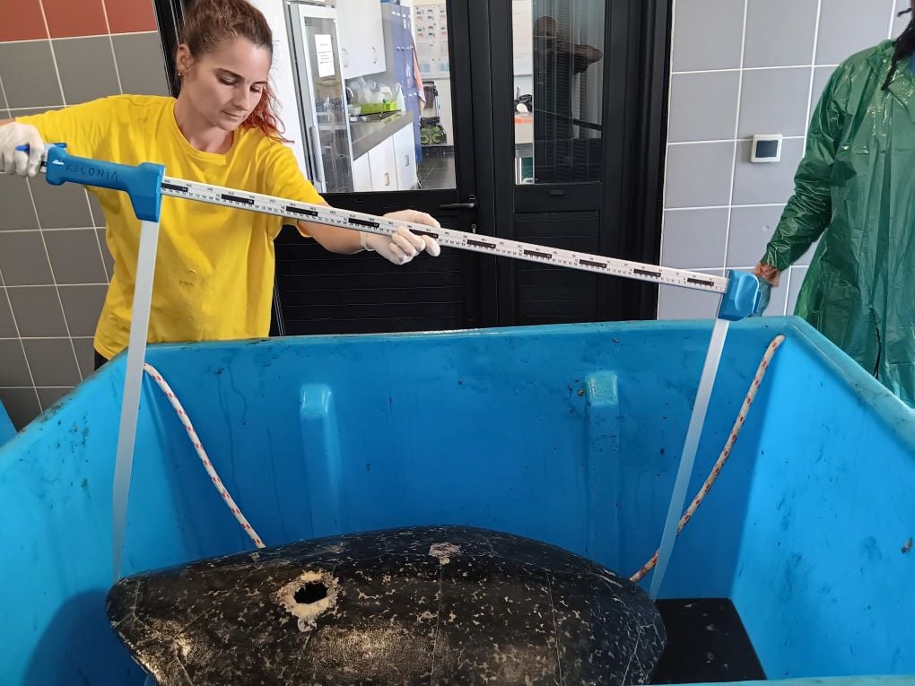 La morte surprenante d'une tortue verte attaquée par un poisson à rostre