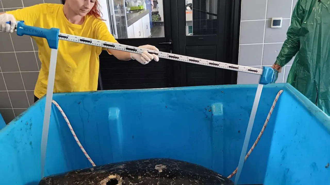 tortue La morte surprenante d'une tortue verte attaquée par un poisson à rostre