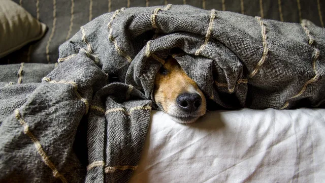 chien mignon