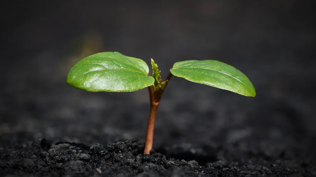 plant-8338691_1280