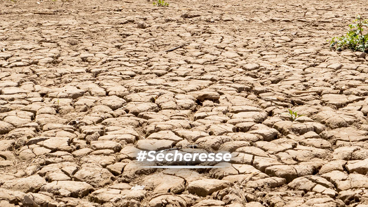 Sécheresse