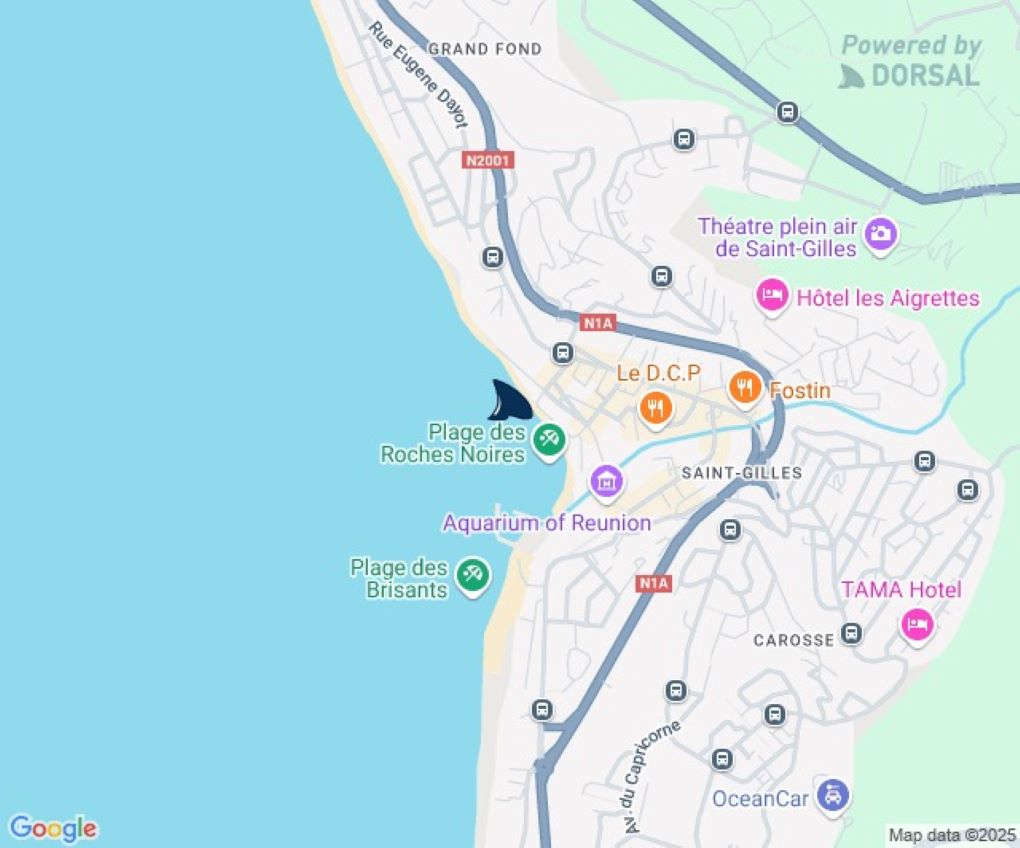 Un requin observé sur le spot des roches noires