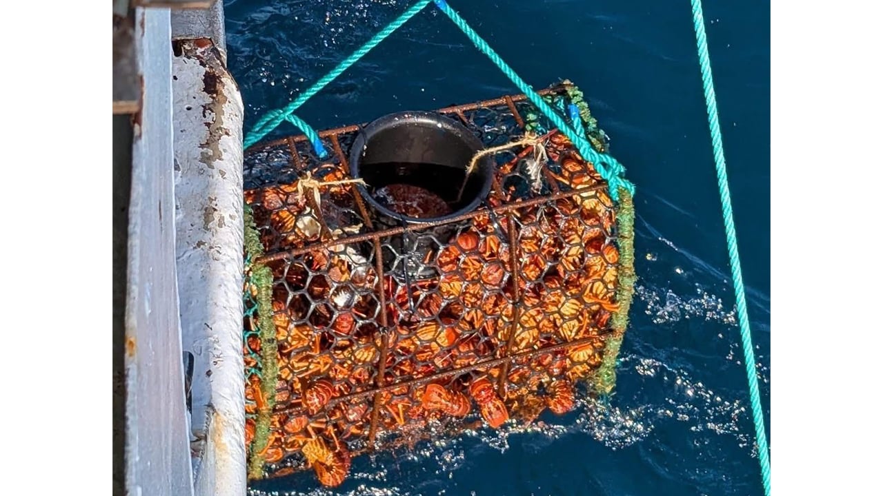 Pêche Avenir, Sapmer