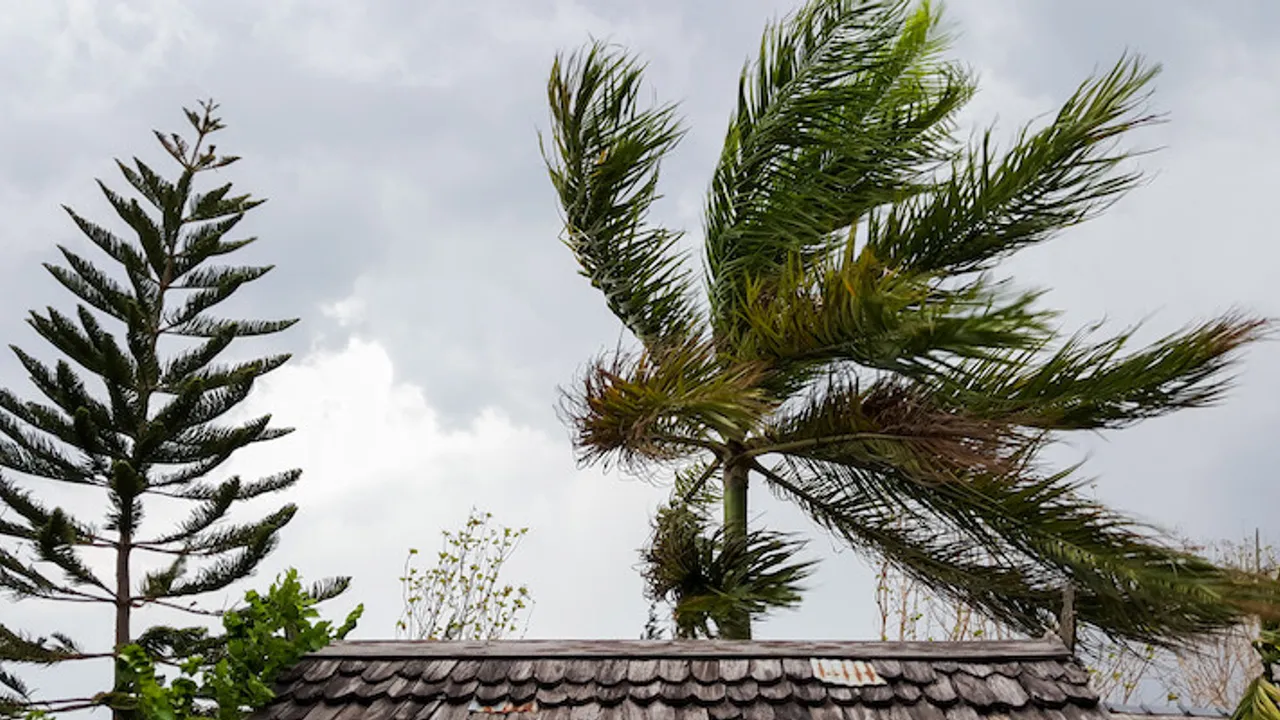 cycloneventpalmiers-copie-770x400-1 météo vent