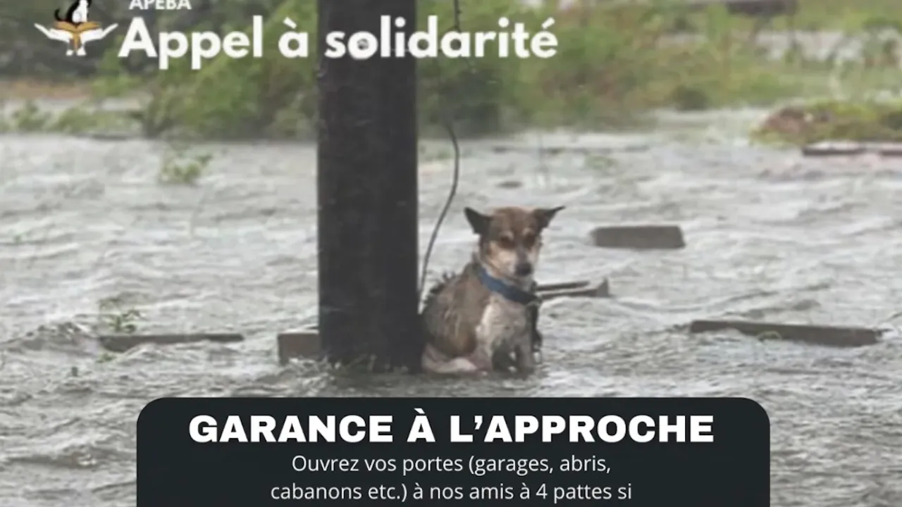 Screenshot chien errant cyclone