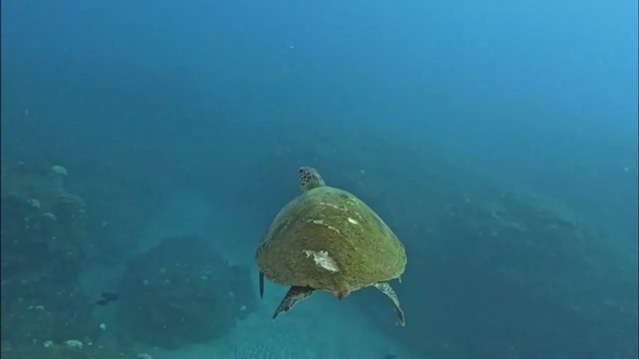 tortue