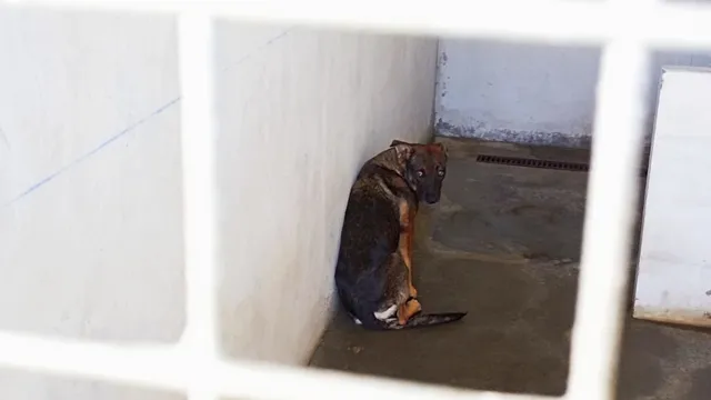 chien fourrière chien casud fourrière errance animale