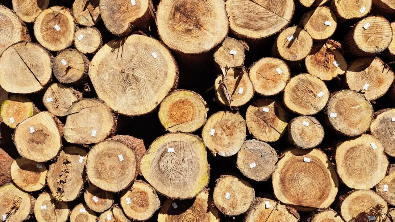illustration-grumes-cryptomerias-crédits-ONF Projet Giroflée pour mieux structurer la filière forêt-bois.