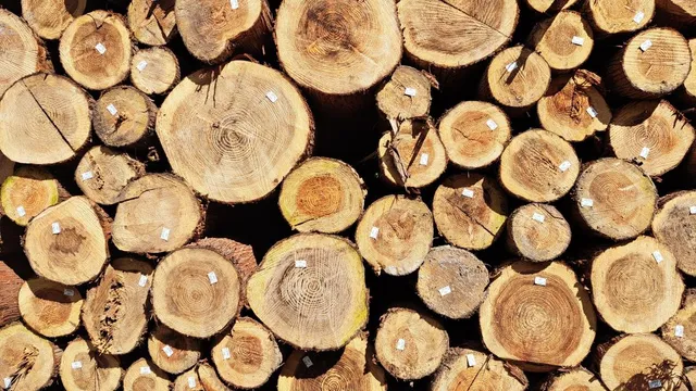 illustration-grumes-cryptomerias-crédits-ONF Projet Giroflée pour mieux structurer la filière forêt-bois.