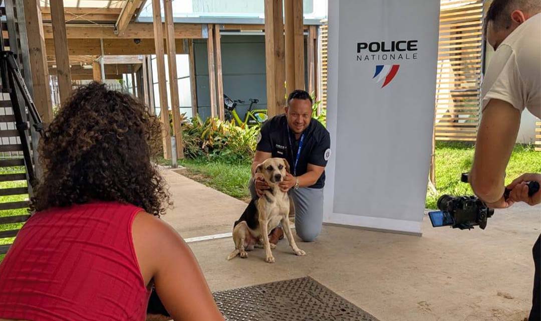 Milkshake, mascotte des policiers, est à adopter