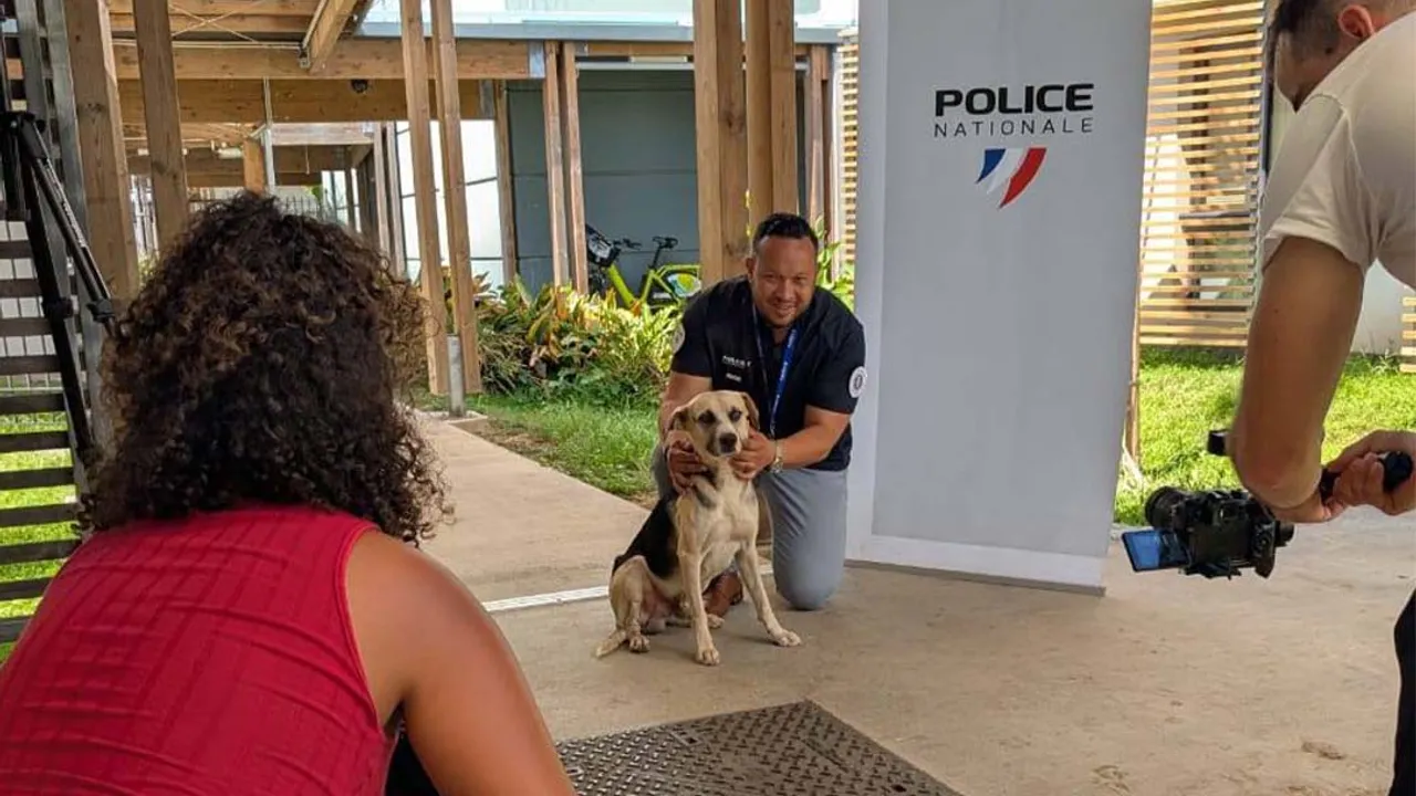 Milkshake, mascotte des policiers, est à adopter
