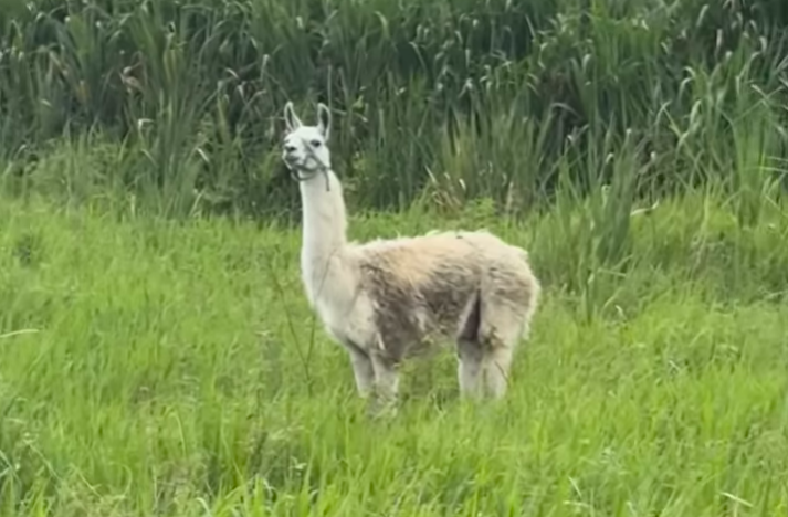 Lama