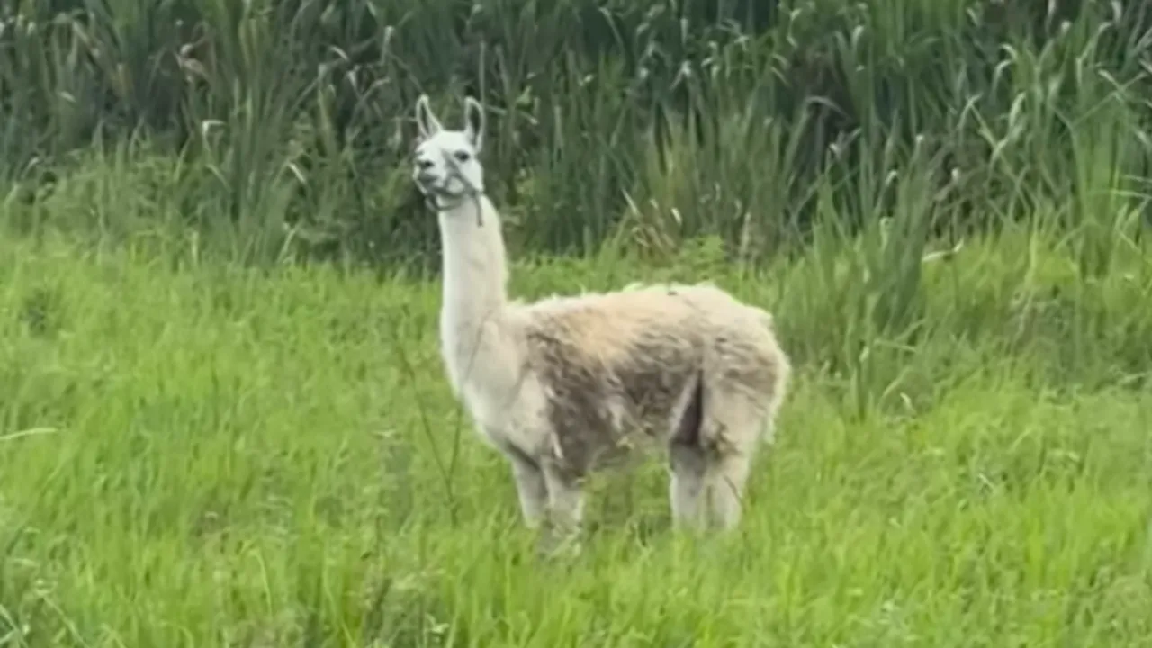 Lama Lama