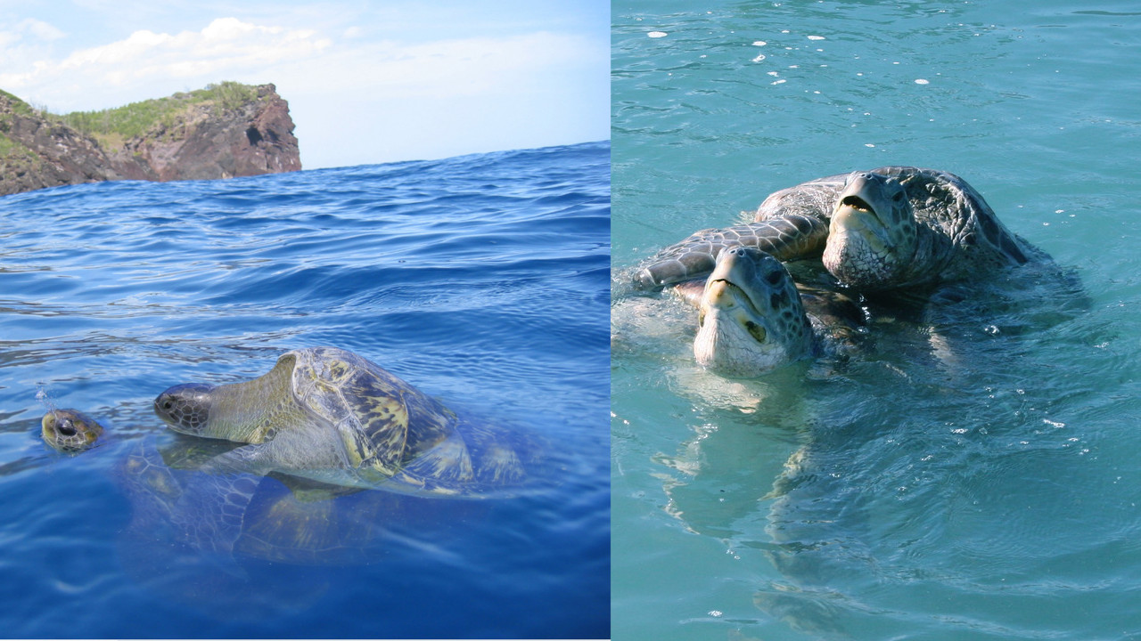 tortues reproduction