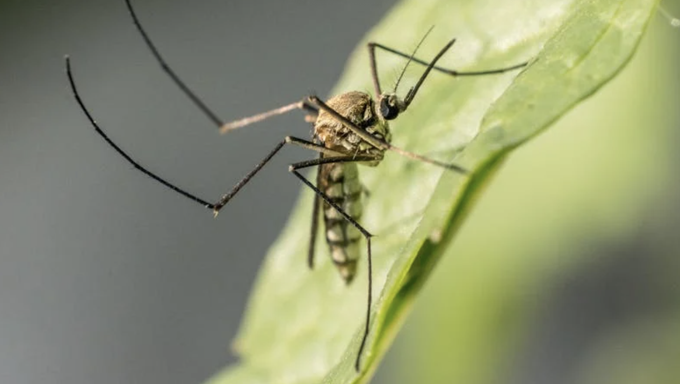 Sénatrices, chikungunya, épidémie