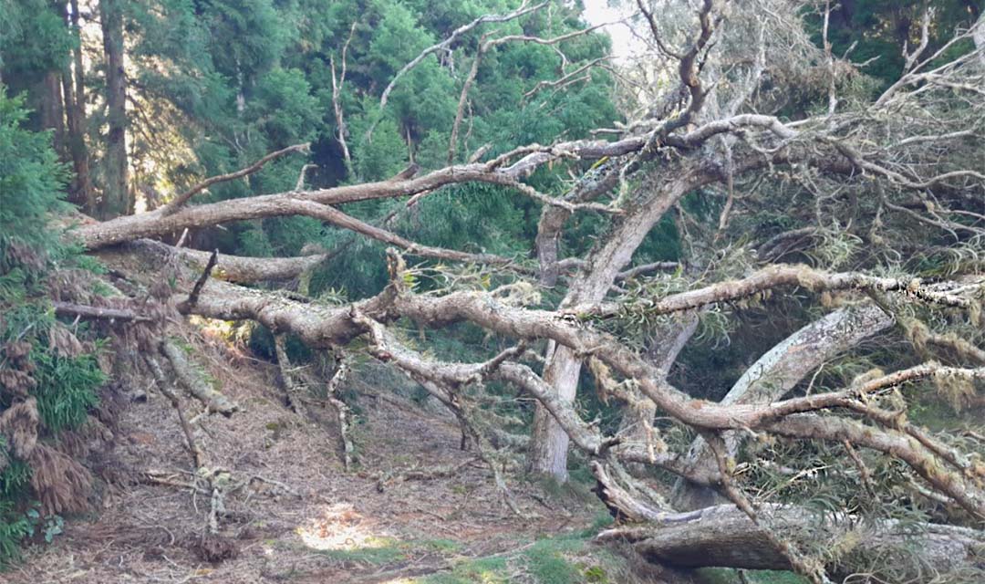 Après Garance, les forêts et sentiers gérés par l'ONF ont souffert