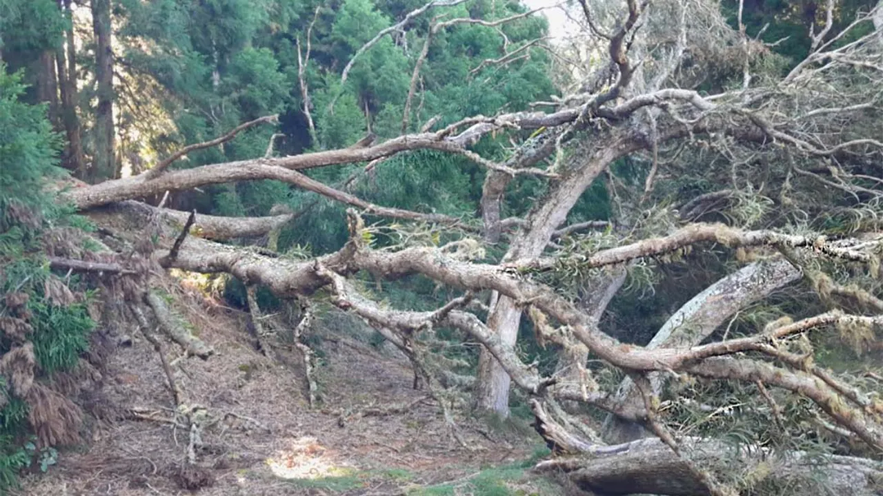 Sans titre-1 Après Garance, les forêts et sentiers gérés par l'ONF ont souffert