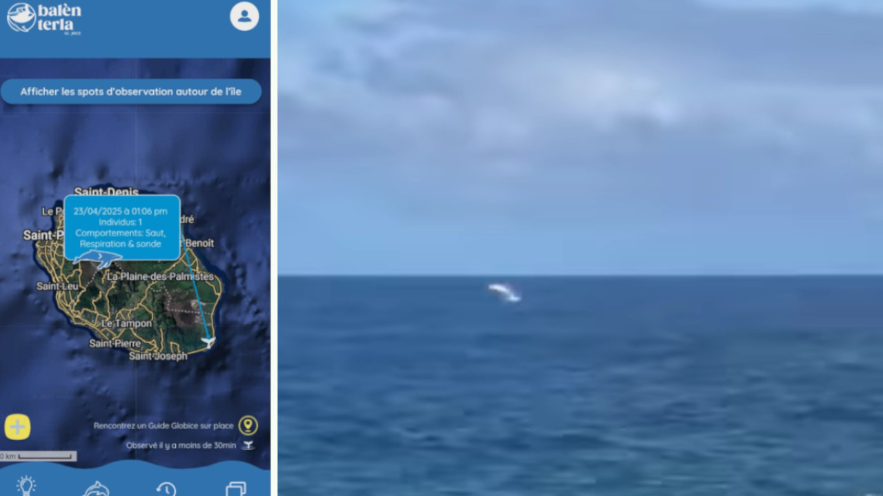 baleine globice