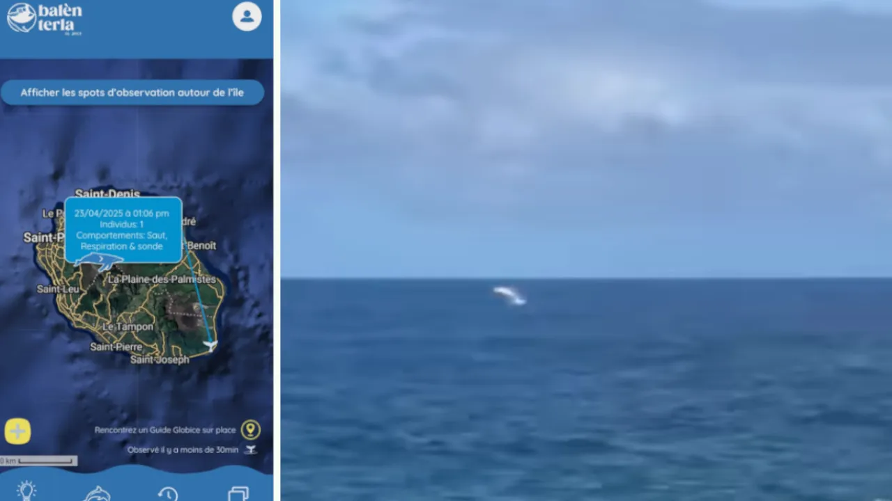 baleine globice