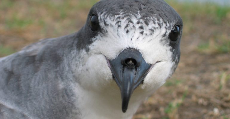petrel-770x400-1