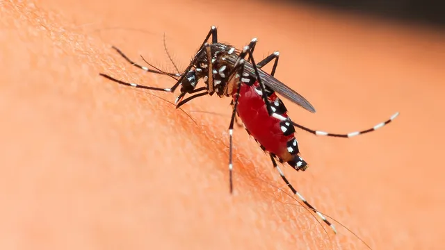 Chikungunya_1 chikungunya