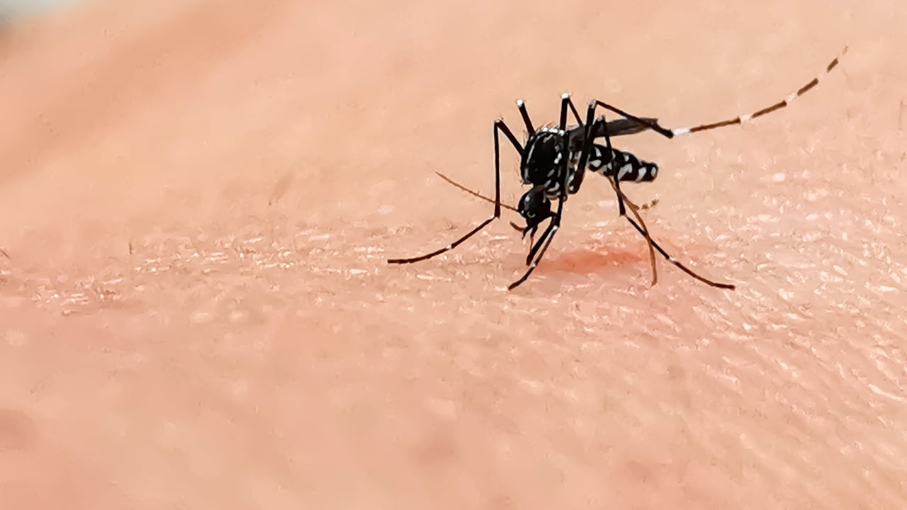 chikungunya