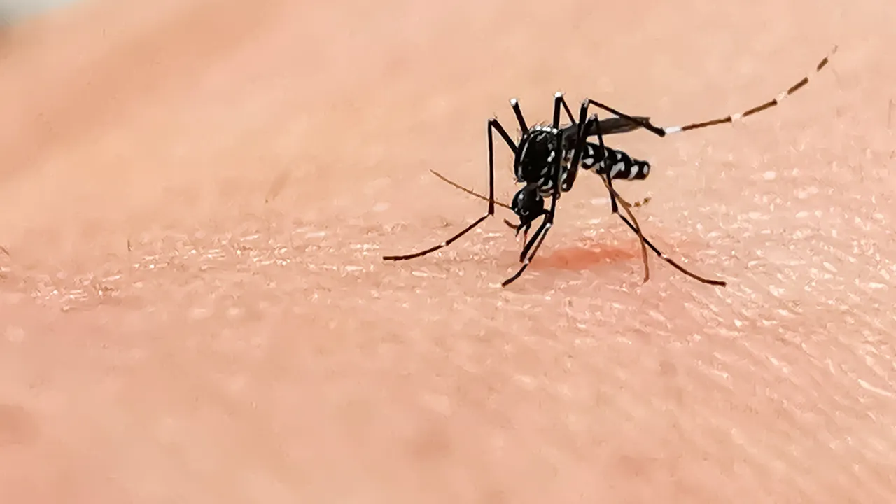 Chikungunya_2 chikungunya