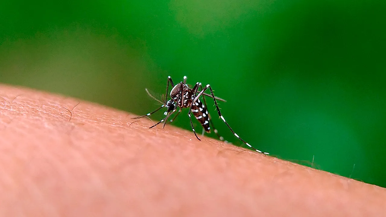 Chikungunya_4