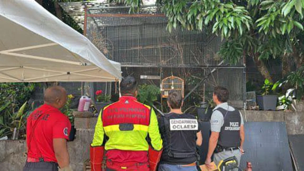 oisau 2