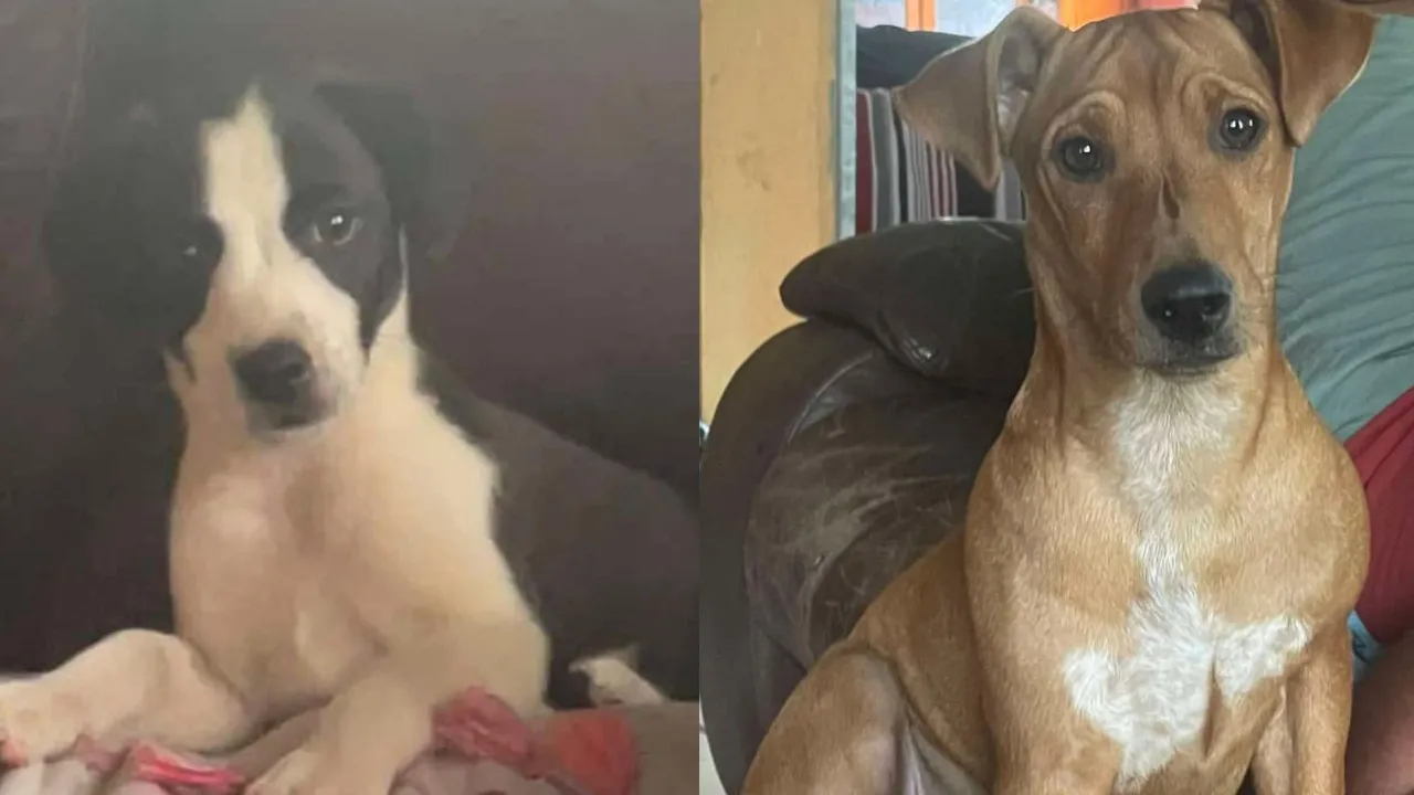 chiens rempart salazie chiens rempart salazie