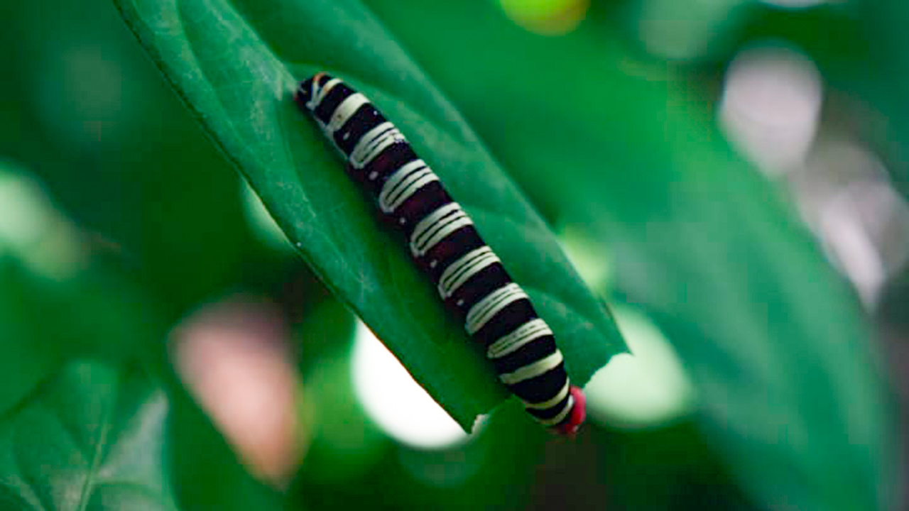 Nature