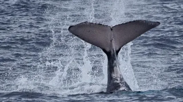 Caudale globice baleine