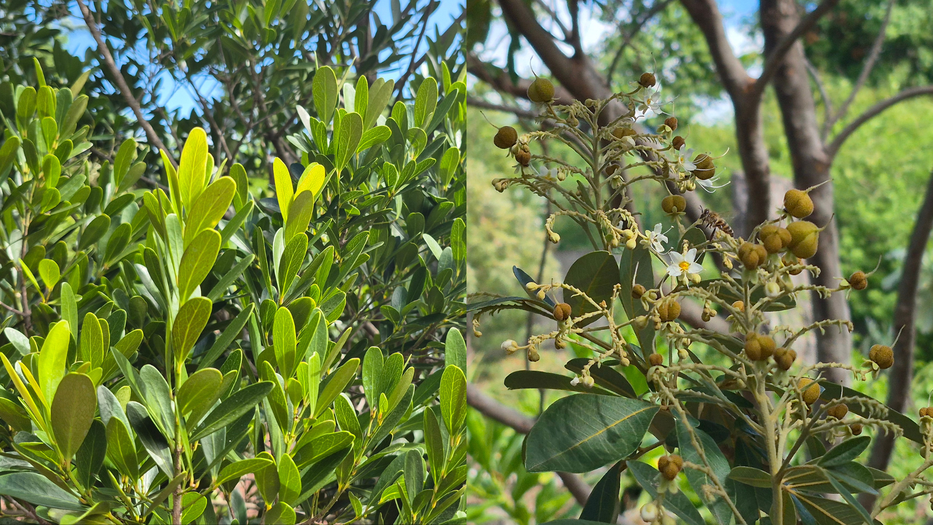 Bois d'olive gros peau (Pleurostylia pachyphloea, préoccupation mineure) et Bois de Judas (Cossinia pinnata, préoccupation mineure)