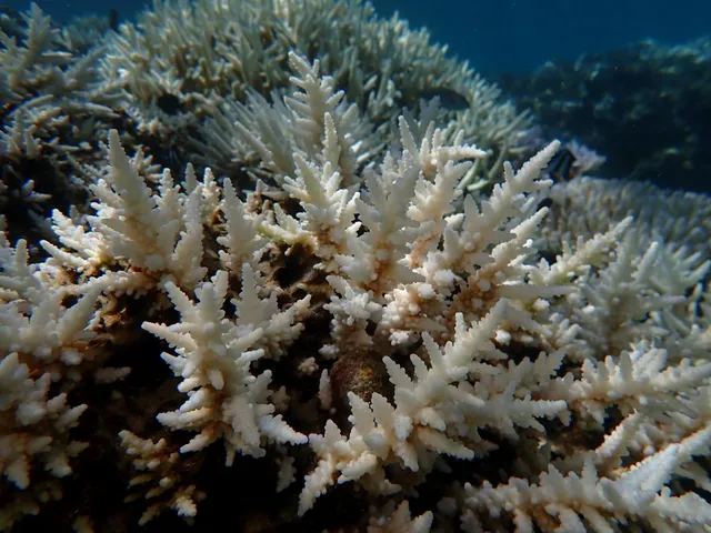 corail Bassin de baignade, Grand-Anse
